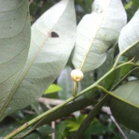 Myristica fragrans Houtt.